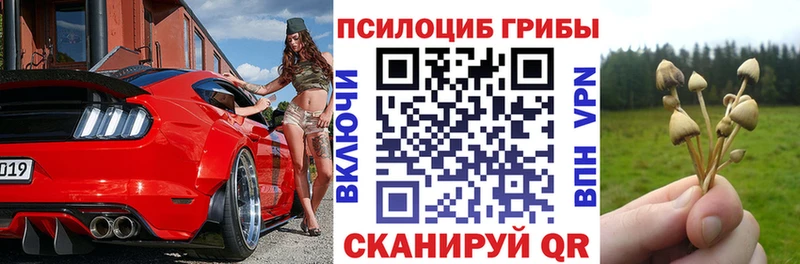 блэк спрут как зайти  Новоаннинский  Псилоцибиновые грибы мицелий 